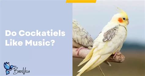 Do Cockatiels Like Music? An Insight into Their Auditory Preferences